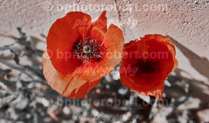 4 Seasons – SPRING – city nature –&nbsp;april