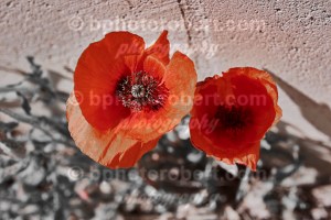 Spring time in te city - April 2017