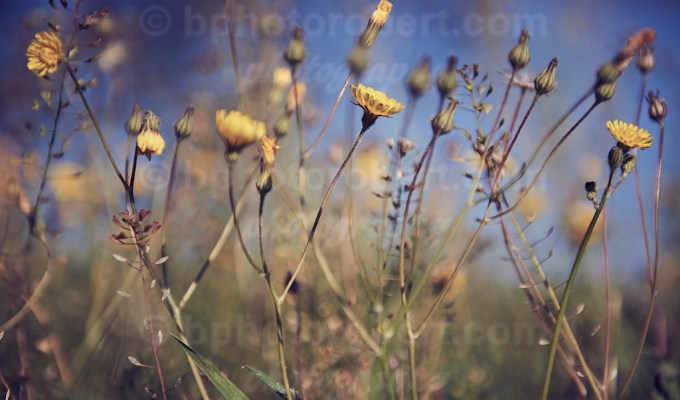 4 Seasons: SPRING – city nature –&nbsp;march