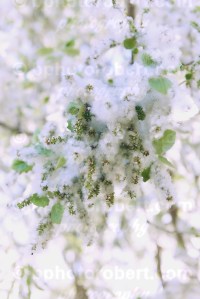 Spring time in te city - March 2017