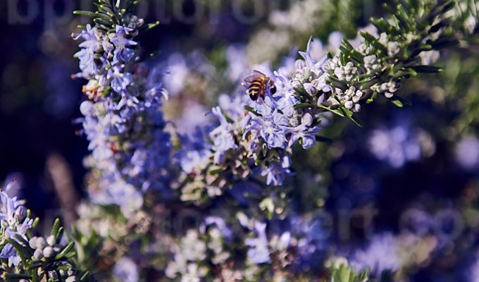 4 Seasons: WINTER – city nature –&nbsp;february