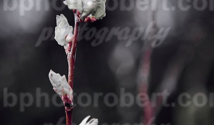 4 Seasons – WINTER city nature –&nbsp;march