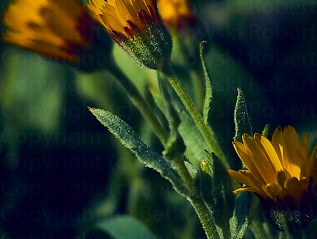 The Nature – Catching&nbsp;Spring