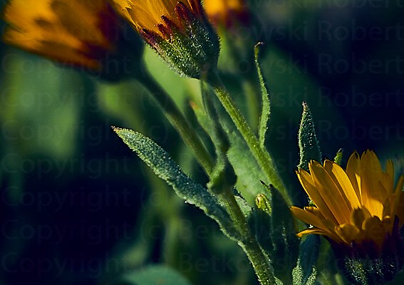 The Nature – Catching&nbsp;Spring