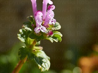 The Nature – Catching&nbsp;Spring