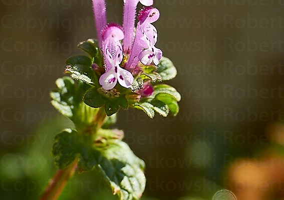 The Nature – Catching&nbsp;Spring