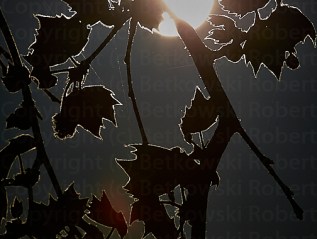 The Nature – Catching&nbsp;Spring