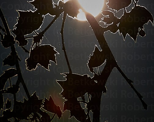 The Nature – Catching&nbsp;Spring