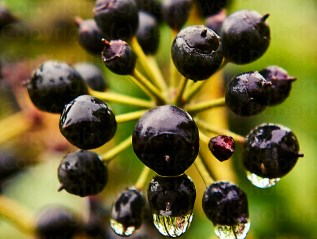 The Nature – Catching&nbsp;Spring