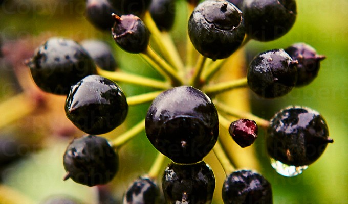 The Nature – Catching&nbsp;Spring