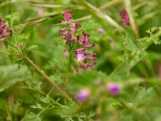 The Nature – Catching&nbsp;Spring