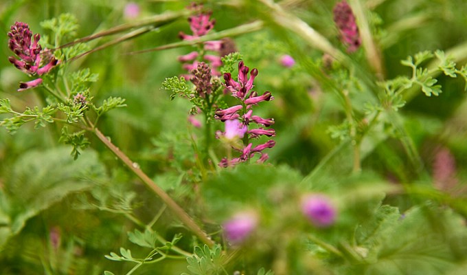 The Nature – Catching&nbsp;Spring