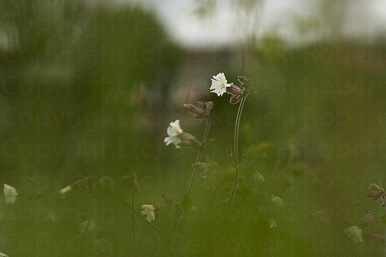 Walking in the rain